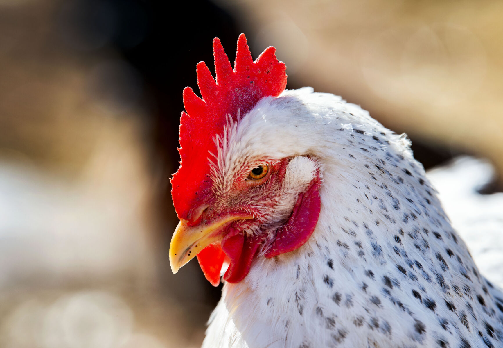 042122-food-flyingpigfarm 4.jpg